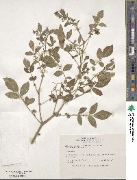 Solanum stoloniferum image