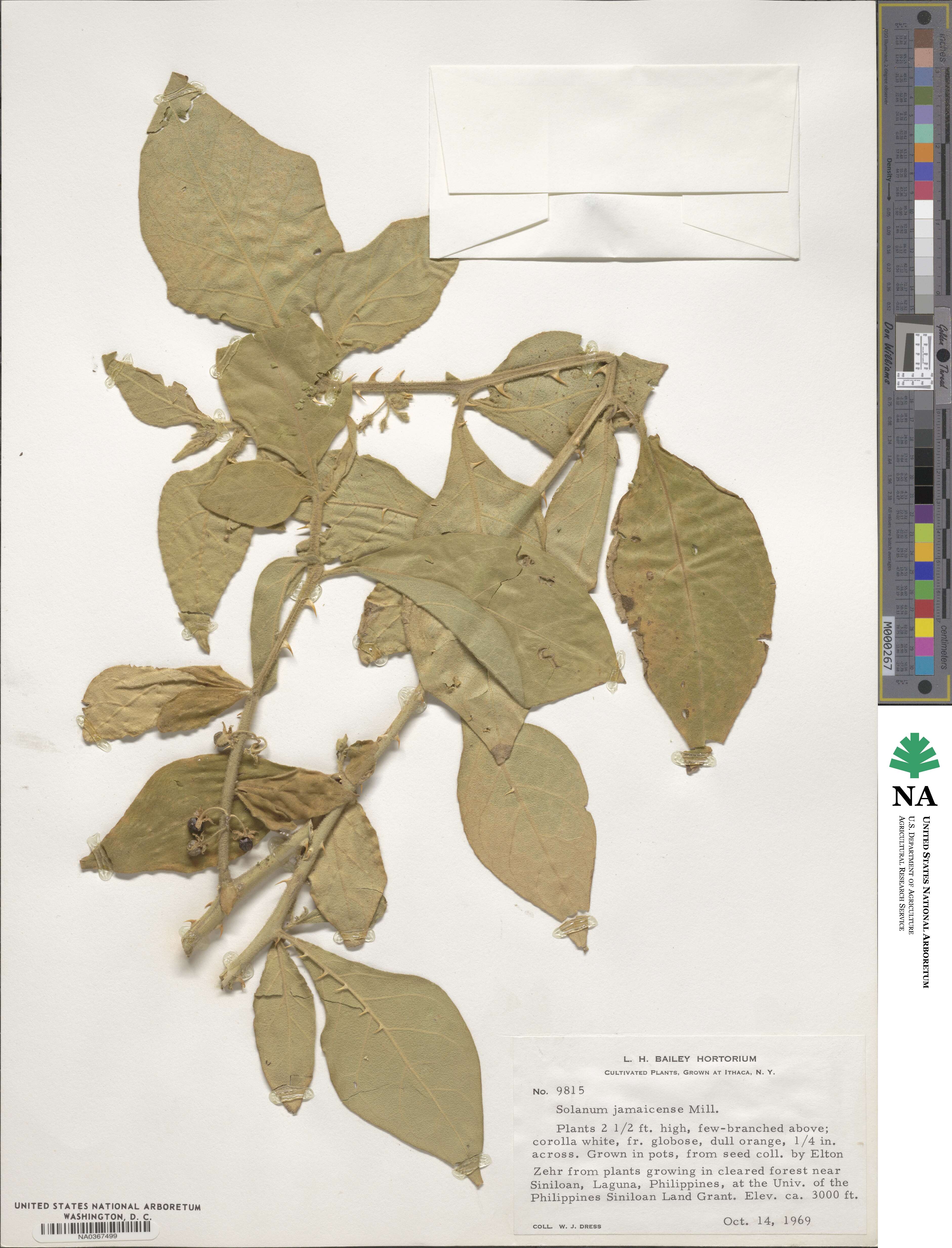 Solanum jamaicense image