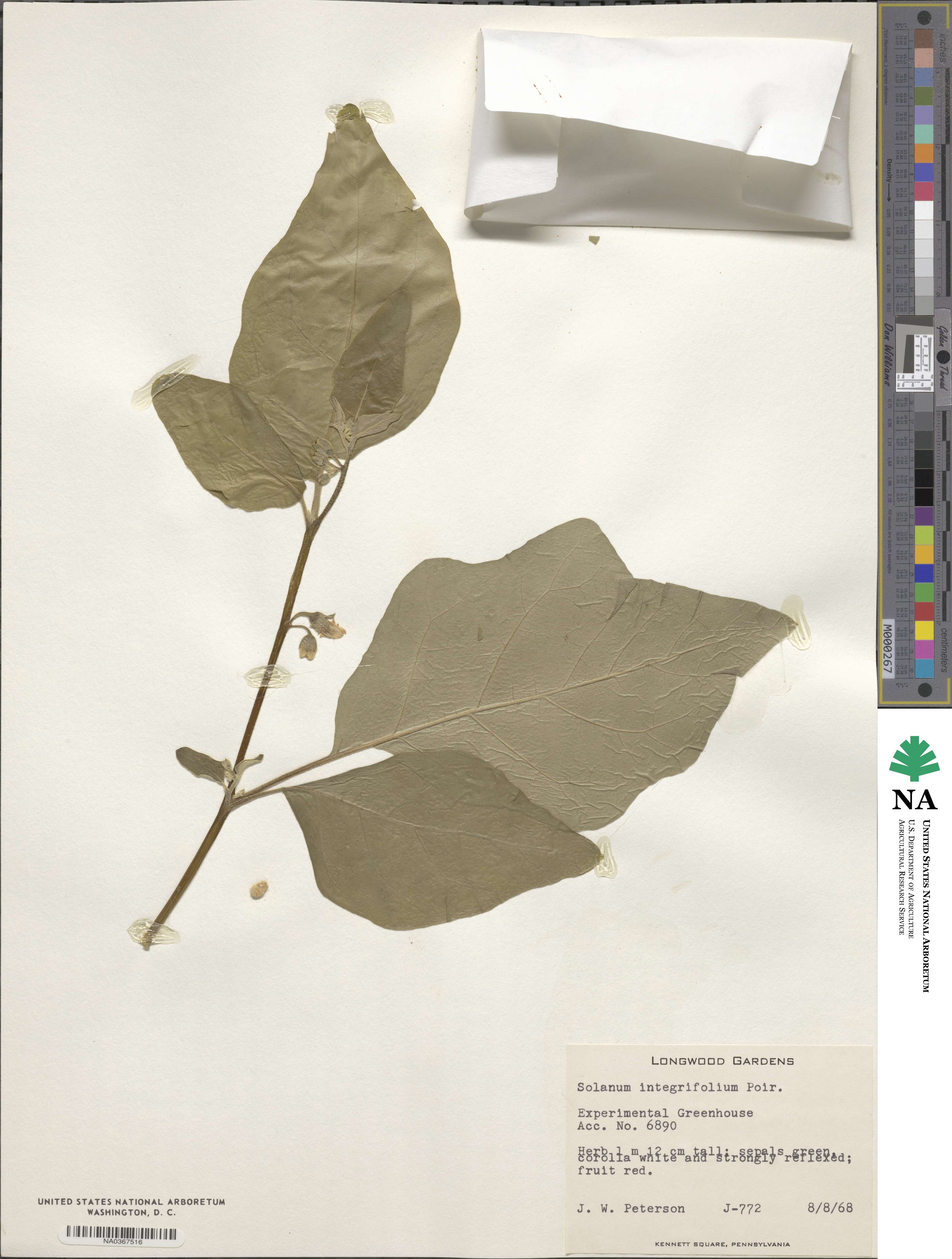Solanum aethiopicum image