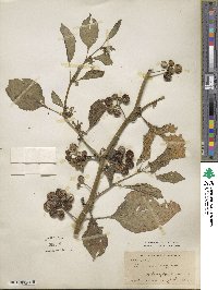 Solanum nigrum image