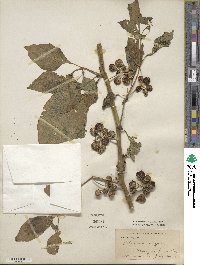 Solanum nigrum image