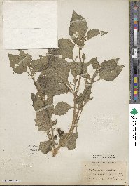 Solanum nigrum image