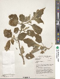 Solanum melongena image