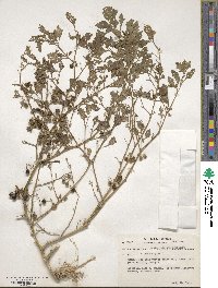 Solanum nigrum image