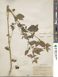 Solanum nigrum image