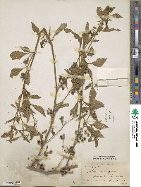 Solanum nigrum image