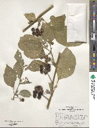 Solanum nigrum image