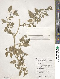 Solanum nigrum image