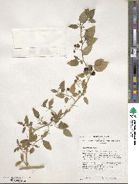 Solanum nigrum image