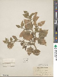 Solanum nigrum image