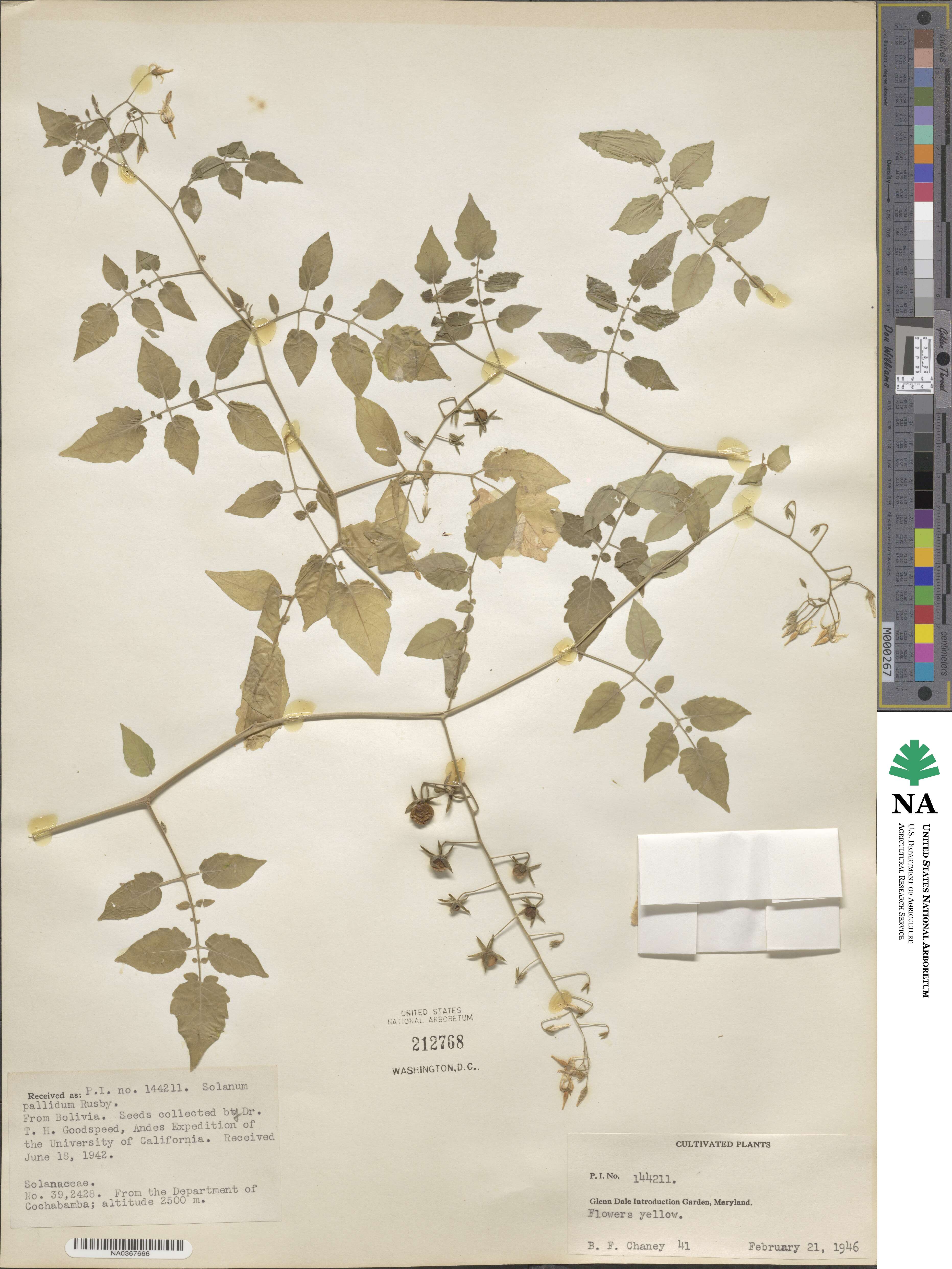 Solanum pallidum image