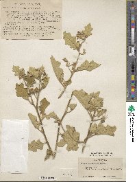 Solanum violaceum image