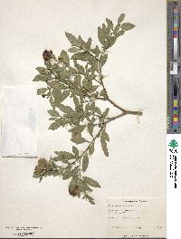 Solanum pseudocapsicum image