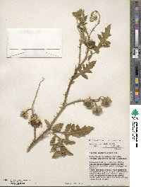 Solanum sisymbriifolium image