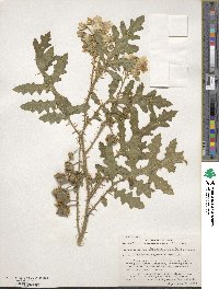 Solanum sisymbriifolium image