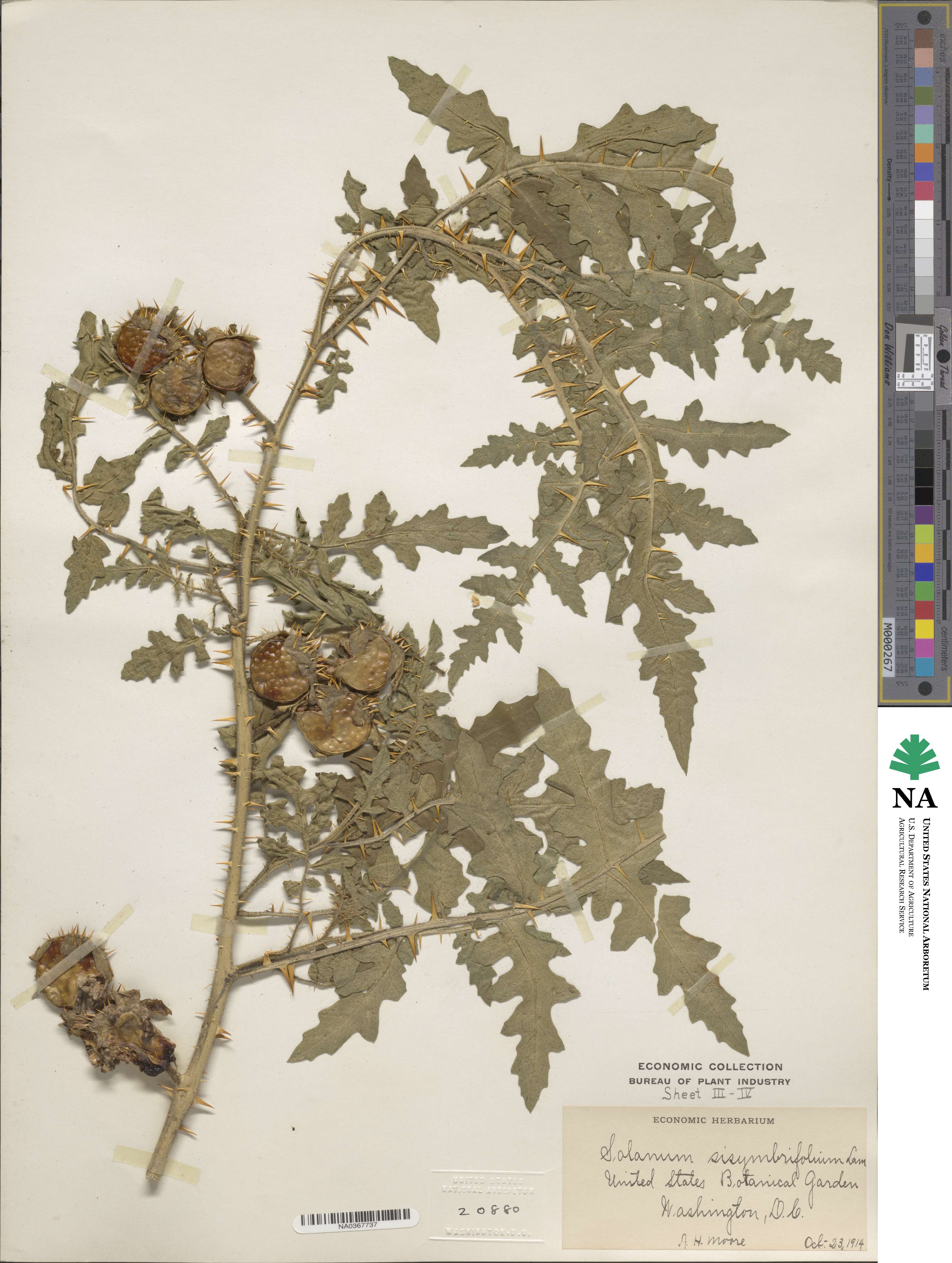 Solanum sisymbriifolium image