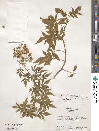 Solanum seaforthianum image