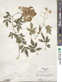 Solanum seaforthianum image