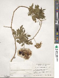 Solanum seaforthianum image