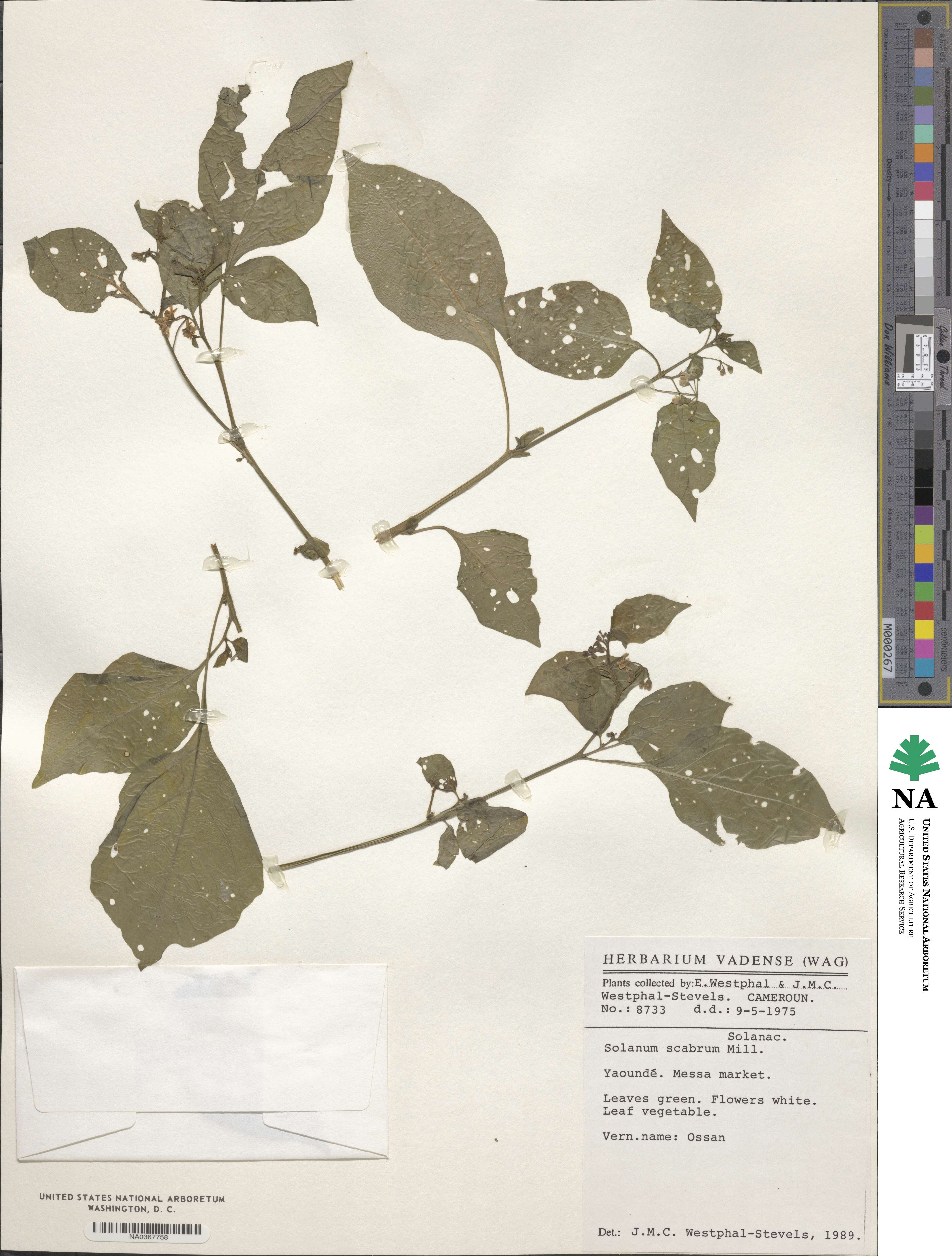 Solanum scabrum image