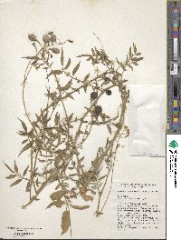 Solanum suaveolens image