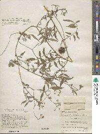 Solanum suaveolens image