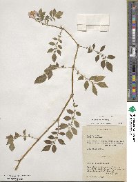 Solanum tuberosum image