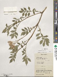 Solanum tuberosum image