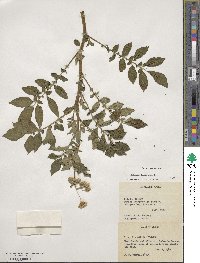 Solanum tuberosum image