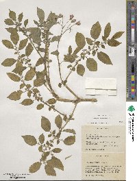 Solanum tuberosum image