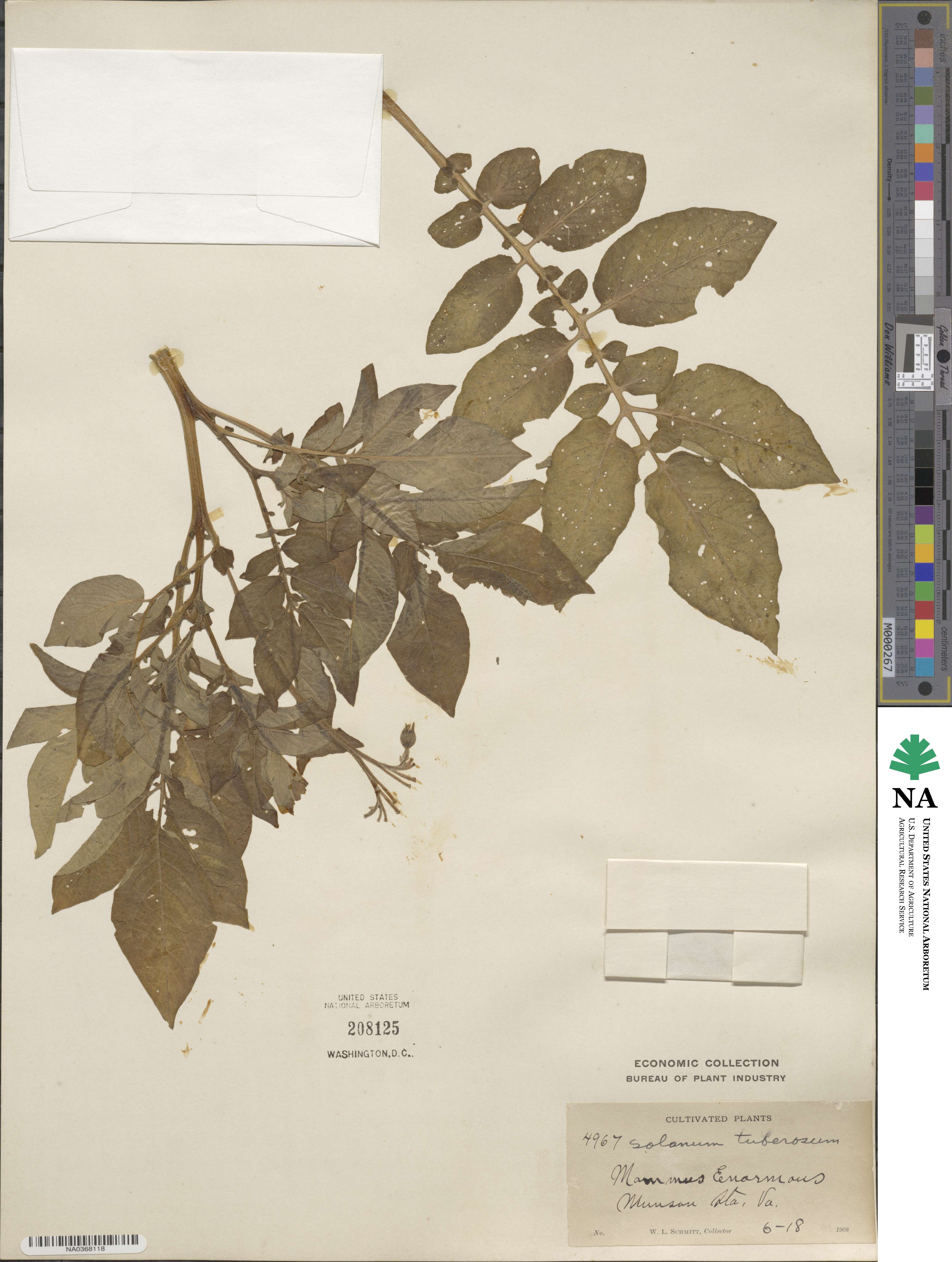 Solanum image