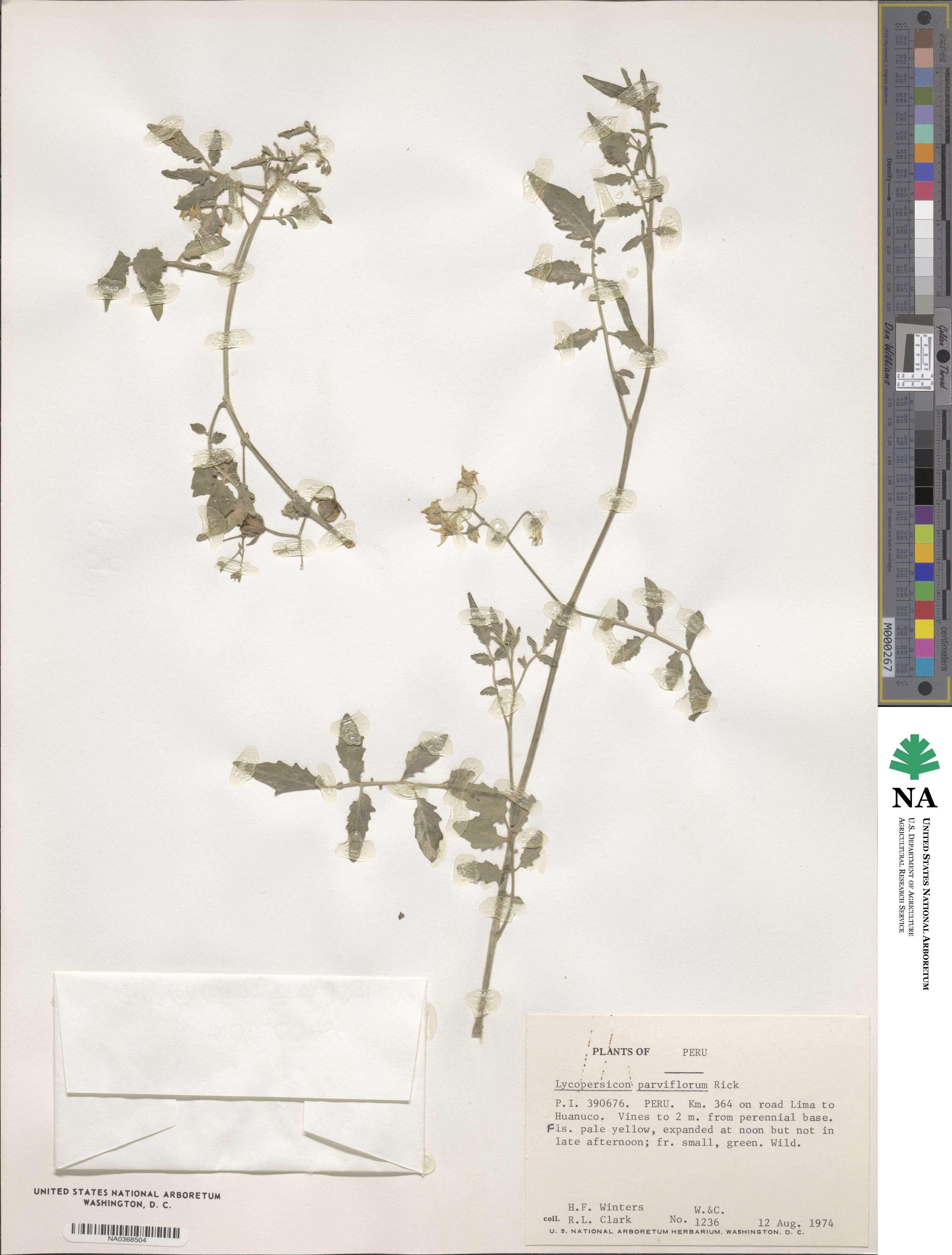 Solanum parviflorum image