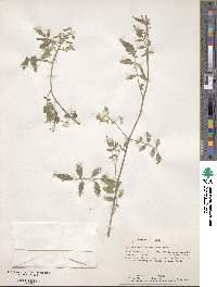 Solanum parviflorum image