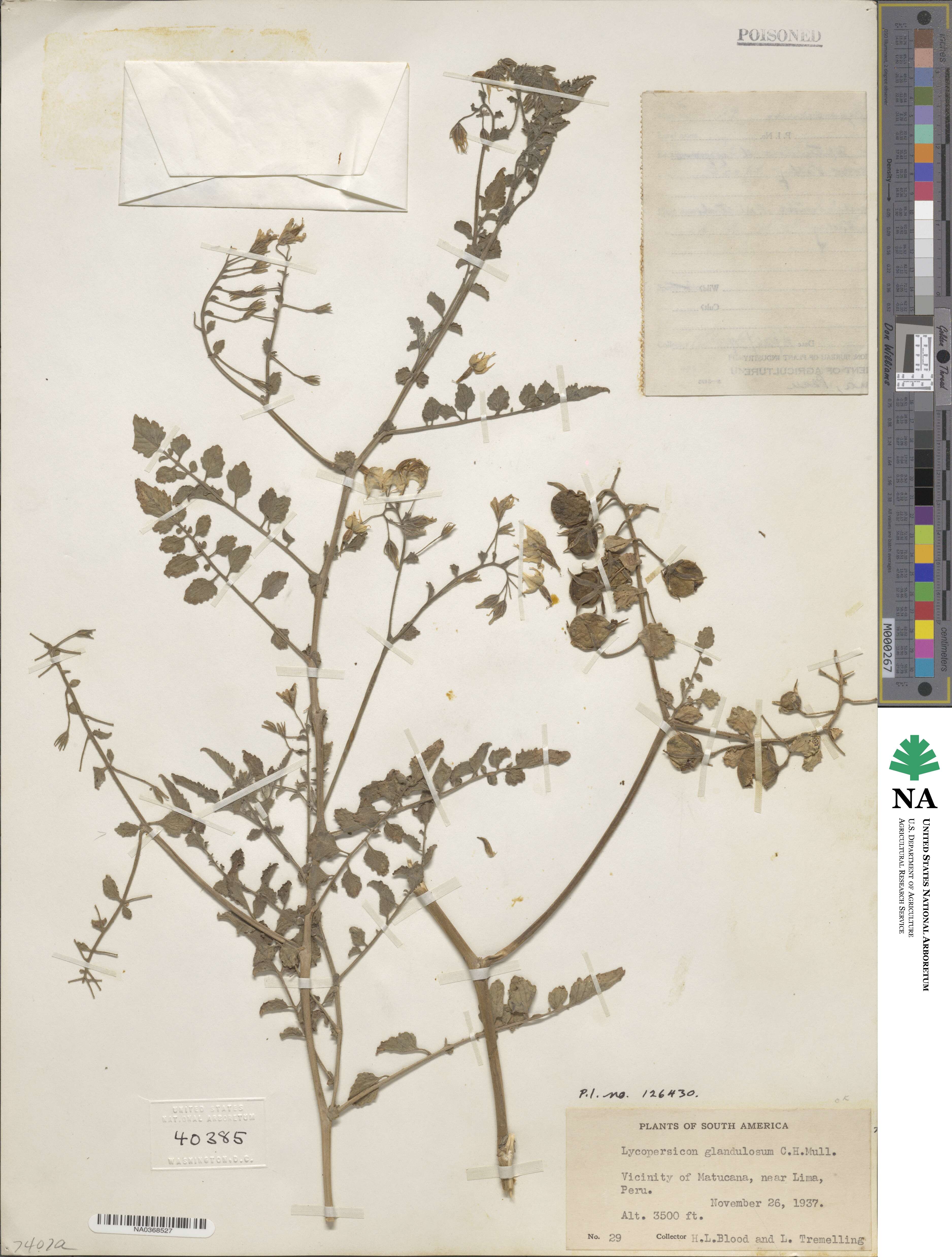 Solanum glandulosum image
