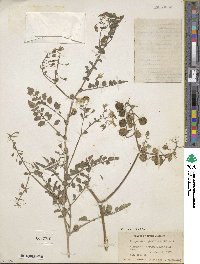 Solanum glandulosum image