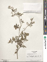 Solanum parviflorum image