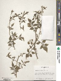 Solanum parviflorum image