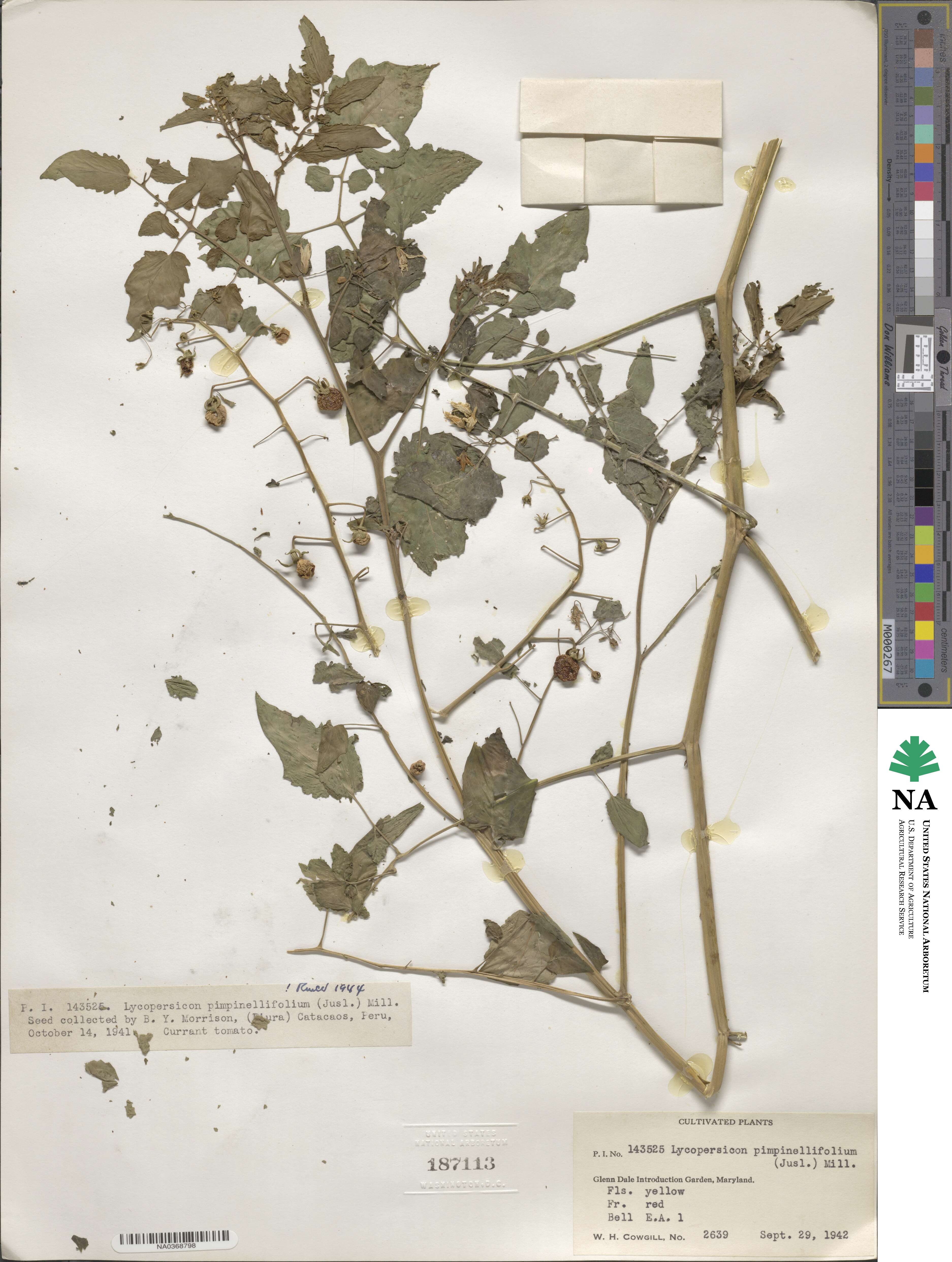 Solanum pimpinellifolium image