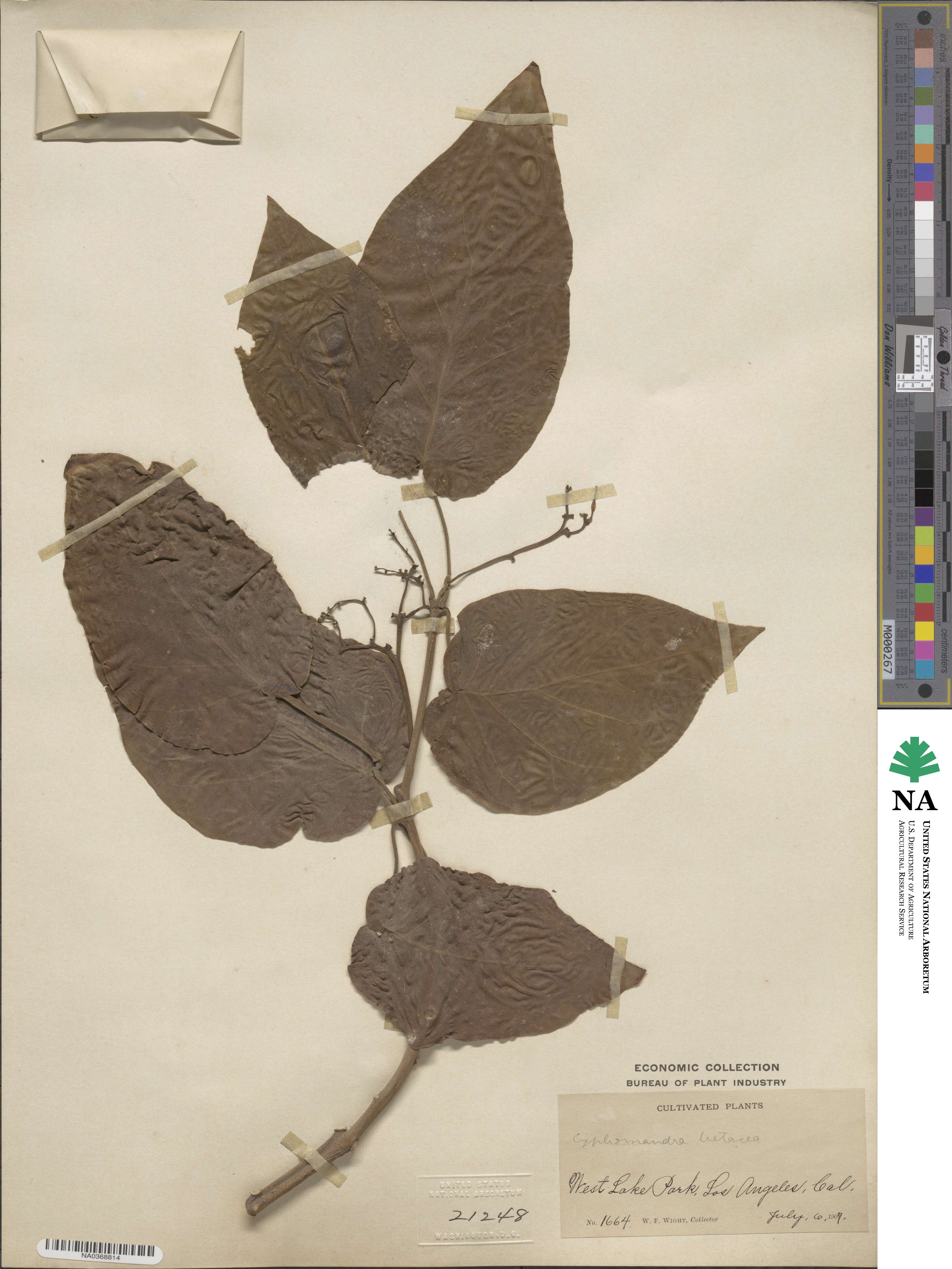 Solanum betaceum image