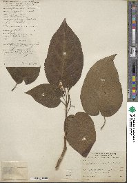 Solanum betaceum image