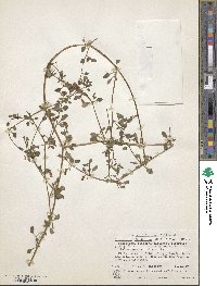 Salpichroa origanifolia image