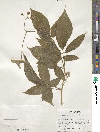 Solanum tenuisetosum image