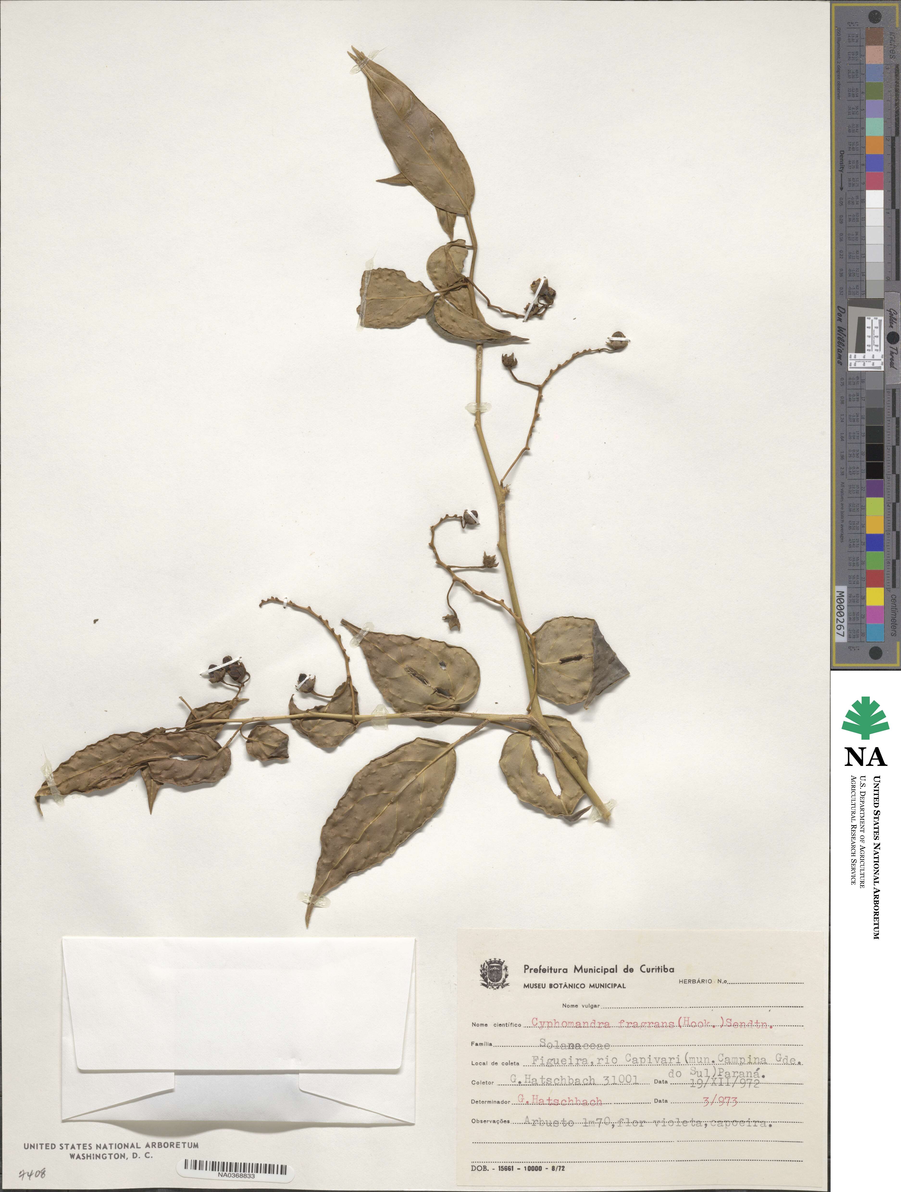 Solanum diploconos image