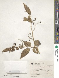 Solanum diploconos image