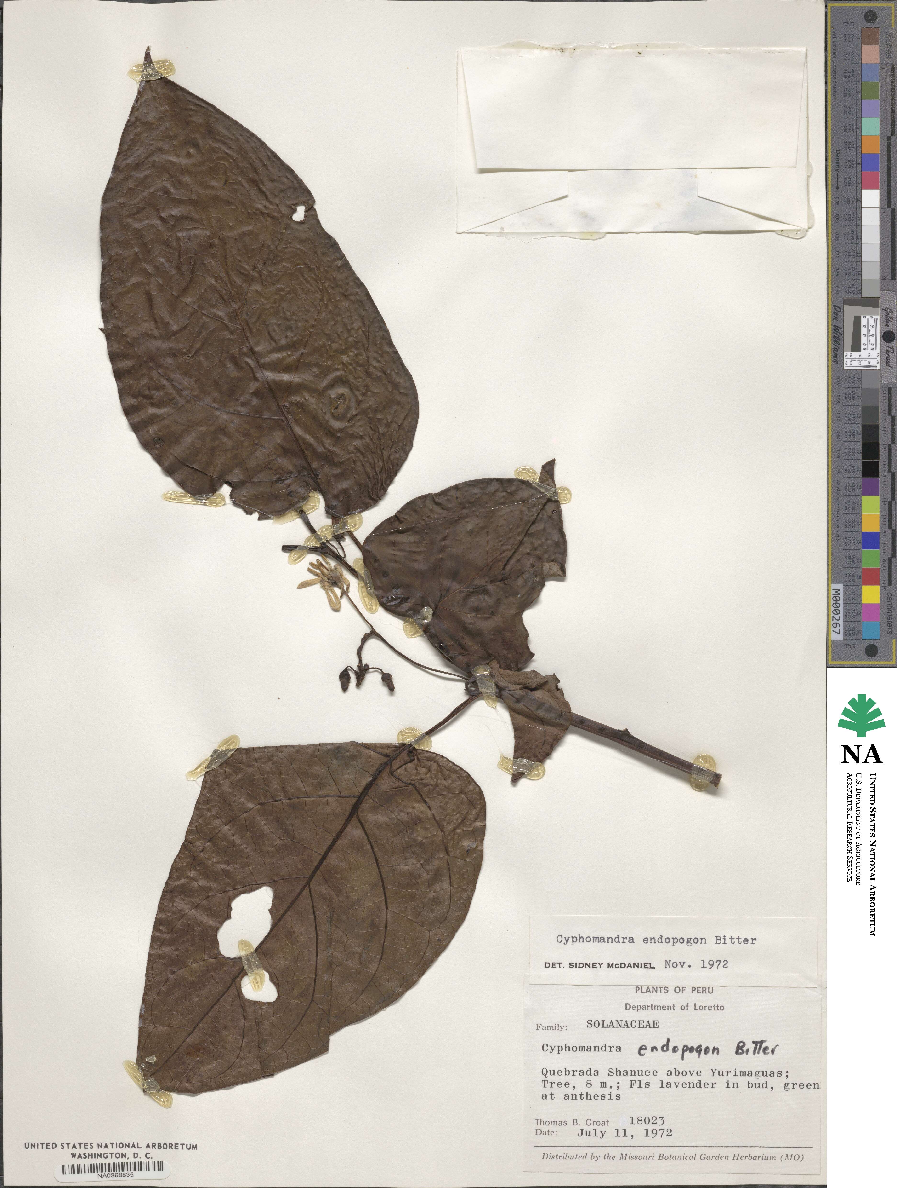 Solanum endopogon subsp. endopogon image