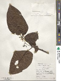 Solanum endopogon image