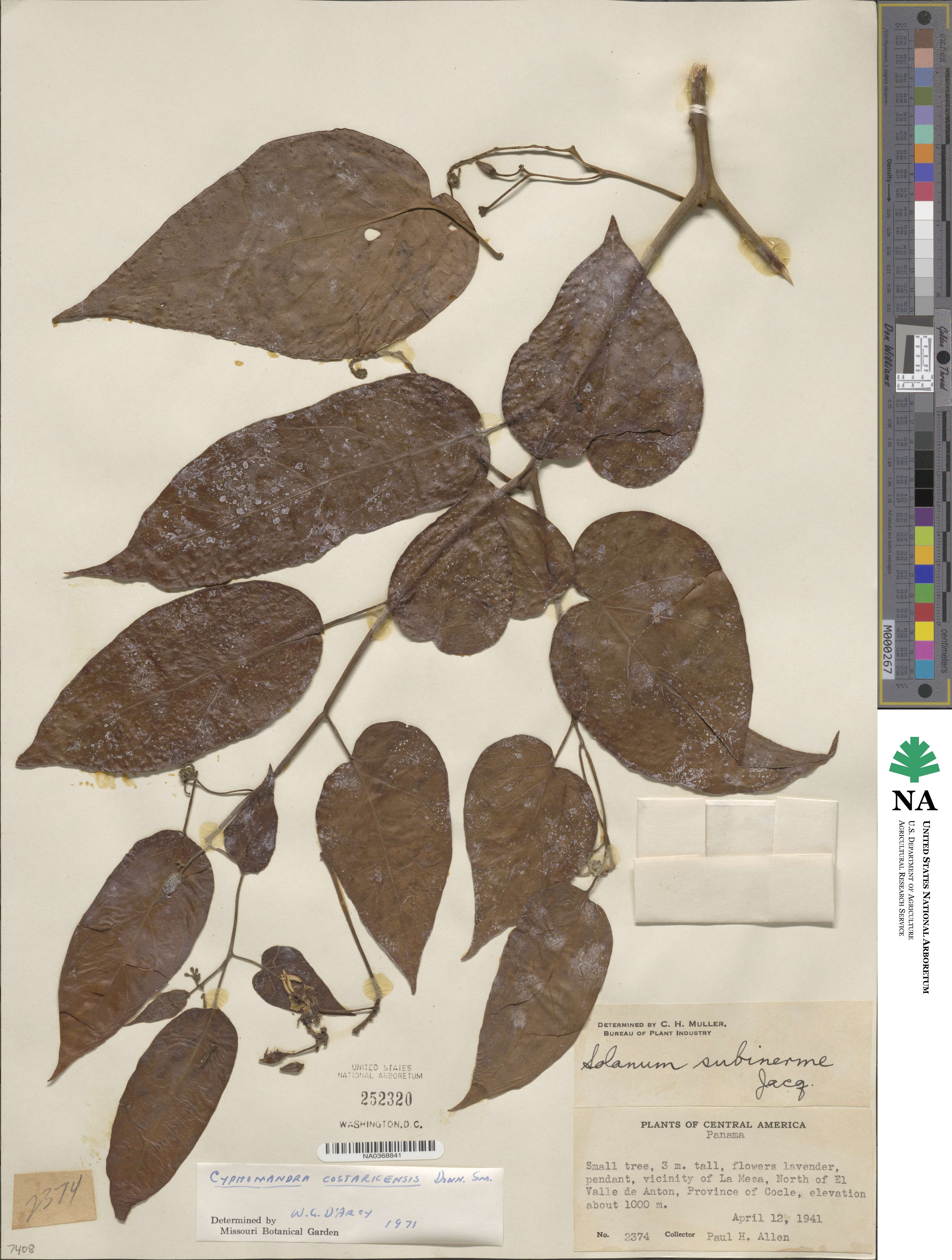 Solanum splendens image