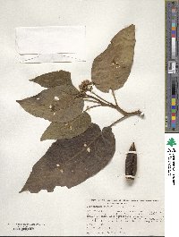 Solanum betaceum image