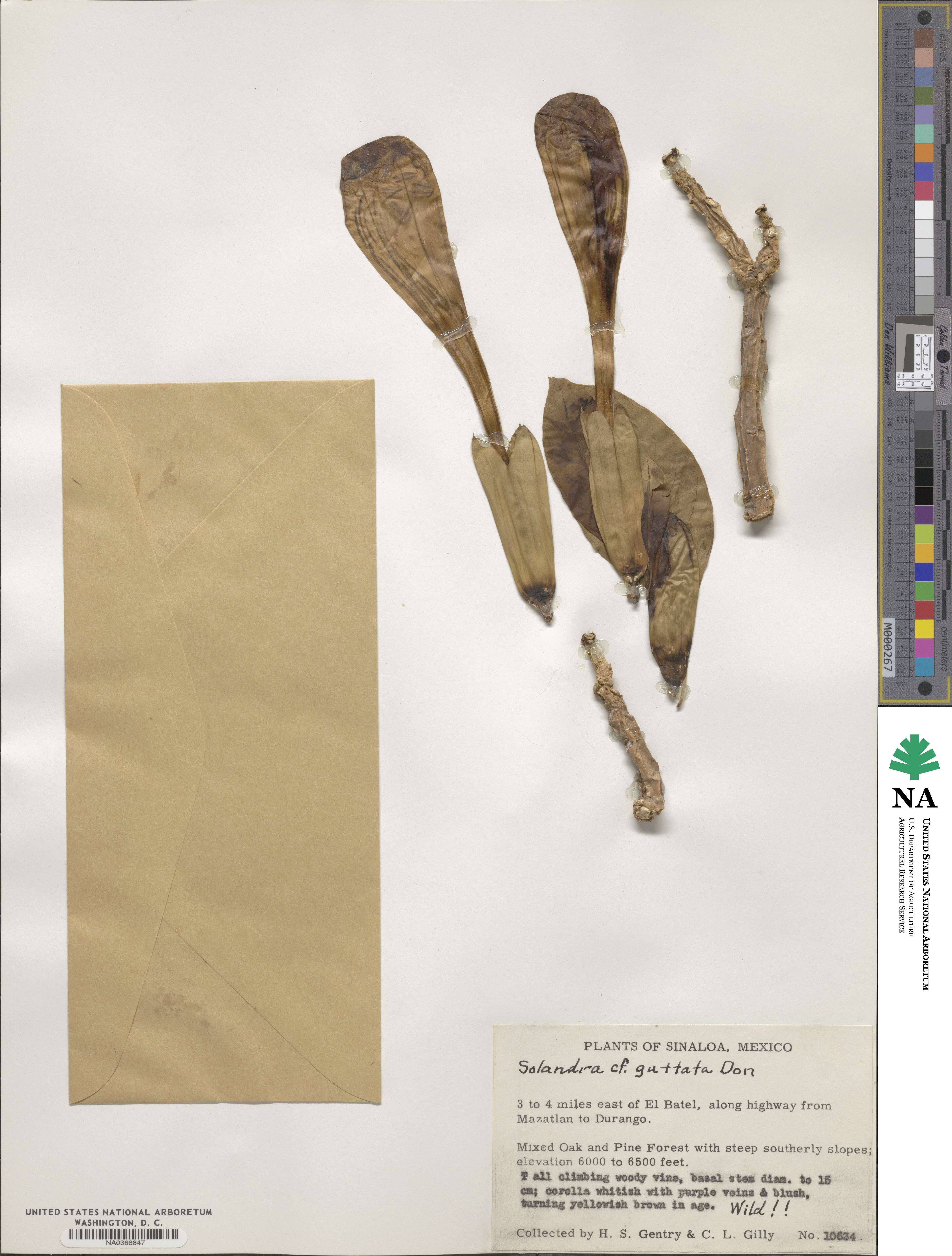 Solandra guttata image