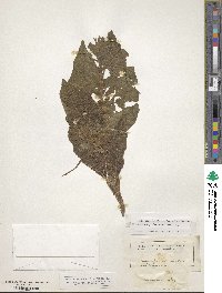 Mandragora officinarum image